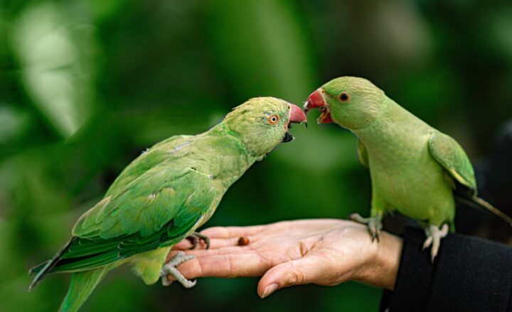 How to Train Your Pet Parrot: Building a Strong Bond with Your Feathered Friend