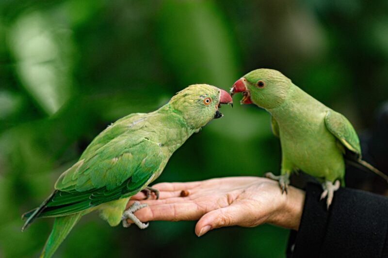 How to Train Your Pet Parrot: Building a Strong Bond with Your Feathered Friend How to Train Your Pet Parrot: Building a Strong Bond with Your Feathered Friend
