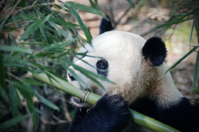 Why Pandas Have a Unique Thumb: The Evolutionary Adaptation of Bamboo Eaters Why Pandas Have a Unique Thumb: The Evolutionary Adaptation of Bamboo Eaters