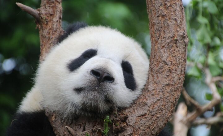 The Role of Artificial Insemination in Panda Breeding Programs