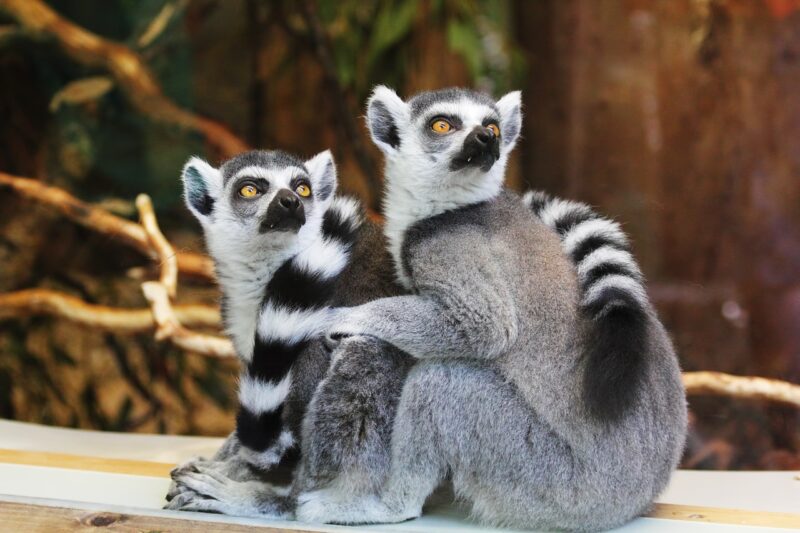 The Future of Zoos: How They’re Changing to Better Meet Animal Welfare Standards The Future of Zoos: How They’re Changing to Better Meet Animal Welfare Standards
