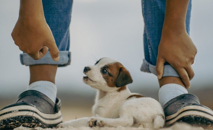 How to Provide Mental Stimulation for Pets When You’re Not Home