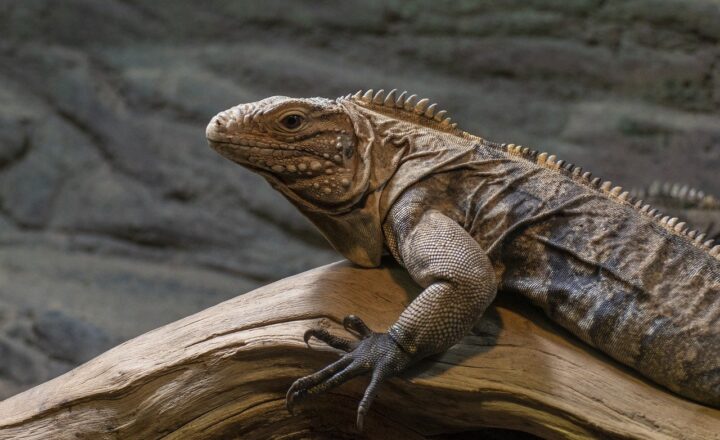 Innovative Zoo Designs: Creating Spaces that Mimic Natural Habitats