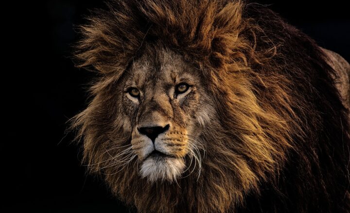 The Importance of Zoos for Educating the Public About Wildlife and Conservation