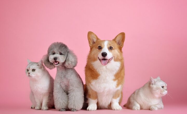 How to Train Your Pet: Basic Techniques to Keep Your Dog, Cat, or Bird Engaged