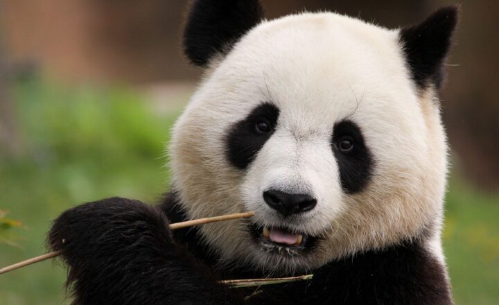 The Fascinating World of Pandas: Facts You Didn’t Know About These Iconic Animals