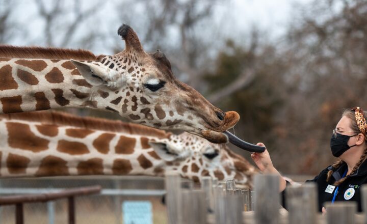 A Day in the Life of a Zookeeper: The Work Behind Animal Care and Conservation