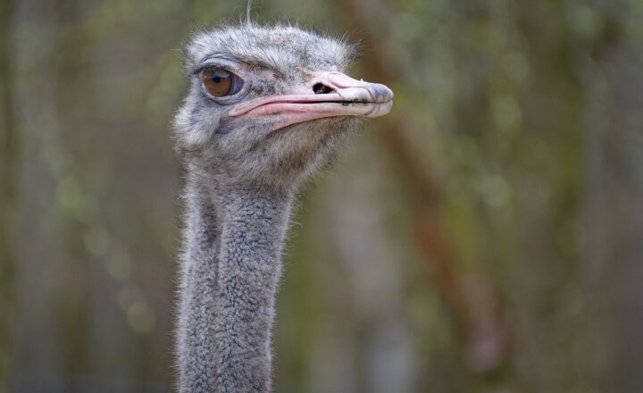 How Zoos Use Technology to Track and Improve Animal Health