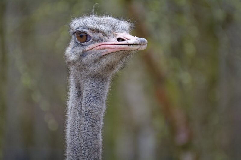 How Zoos Use Technology to Track and Improve Animal Health How Zoos Use Technology to Track and Improve Animal Health