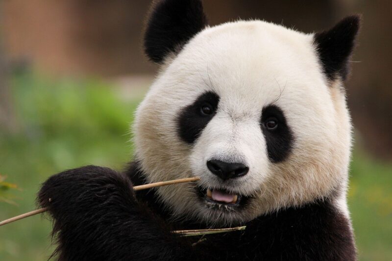The Special Diet of Pandas: Why They Rely Almost Exclusively on Bamboo The Special Diet of Pandas: Why They Rely Almost Exclusively on Bamboo