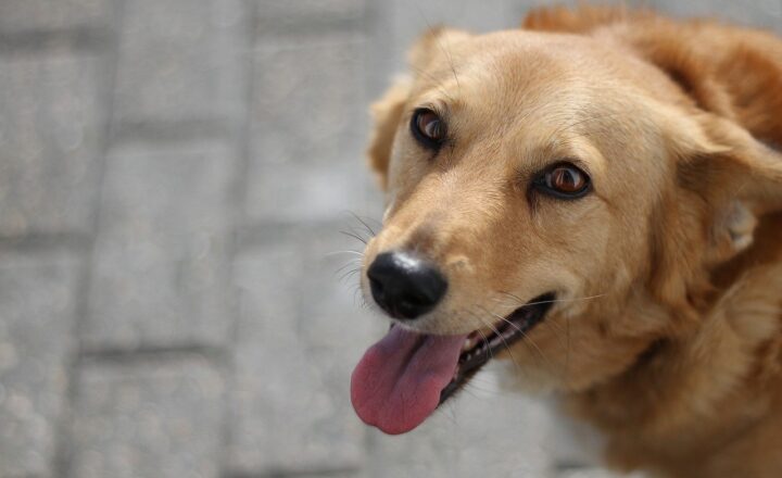 Tips for Creating a Safe and Enriching Home Environment for Your Pet