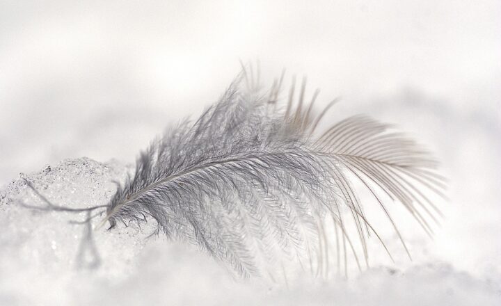 The Surprising Role of Feathers in Ancient Clothing and Armor