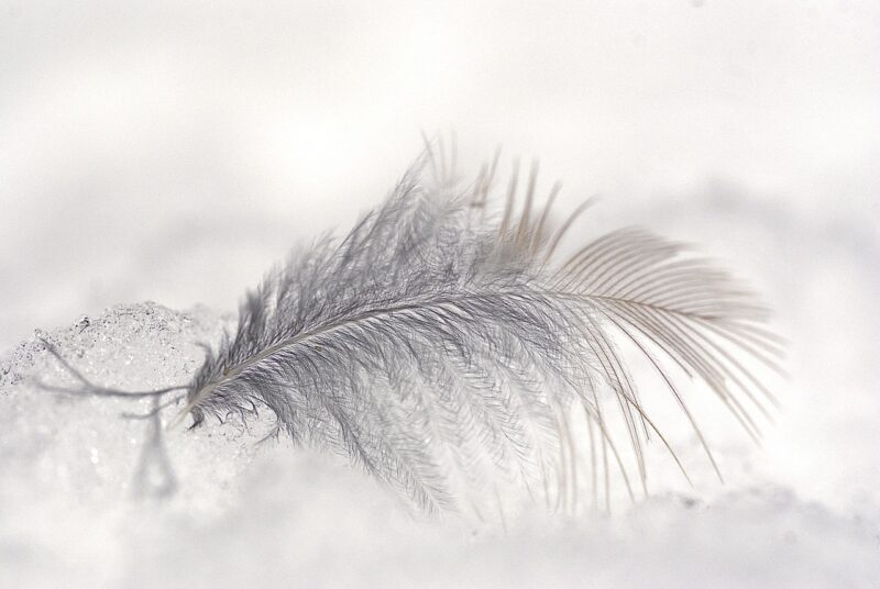 The Surprising Role of Feathers in Ancient Clothing and Armor The Surprising Role of Feathers in Ancient Clothing and Armor