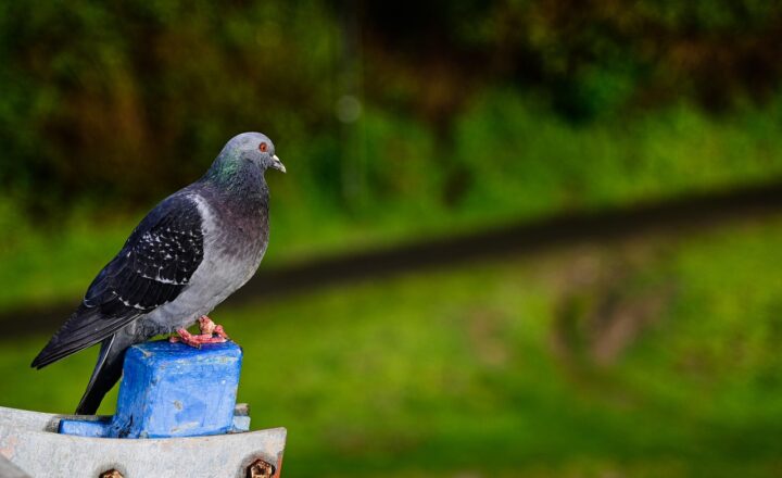 The Forgotten Role of Carrier Pigeons in World War I