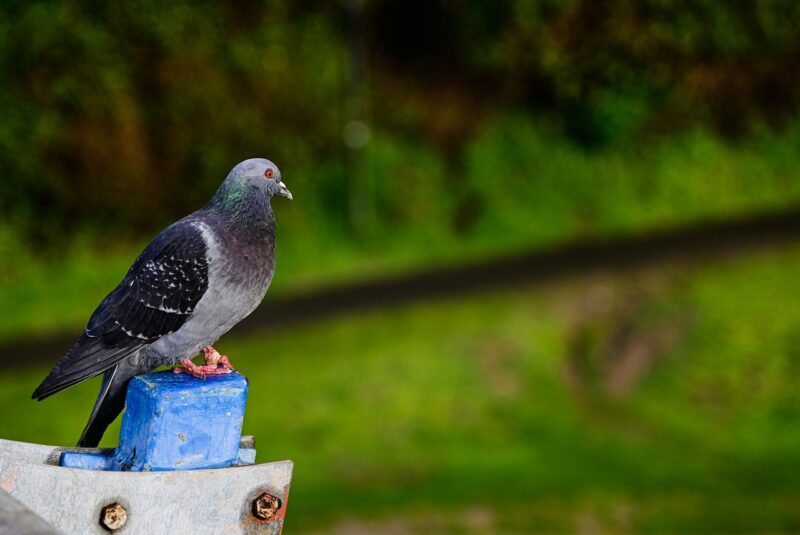 The Forgotten Role of Carrier Pigeons in World War I The Forgotten Role of Carrier Pigeons in World War I