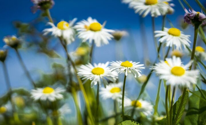 The Origins of April Fools’ Day and History’s Most Epic Pranks