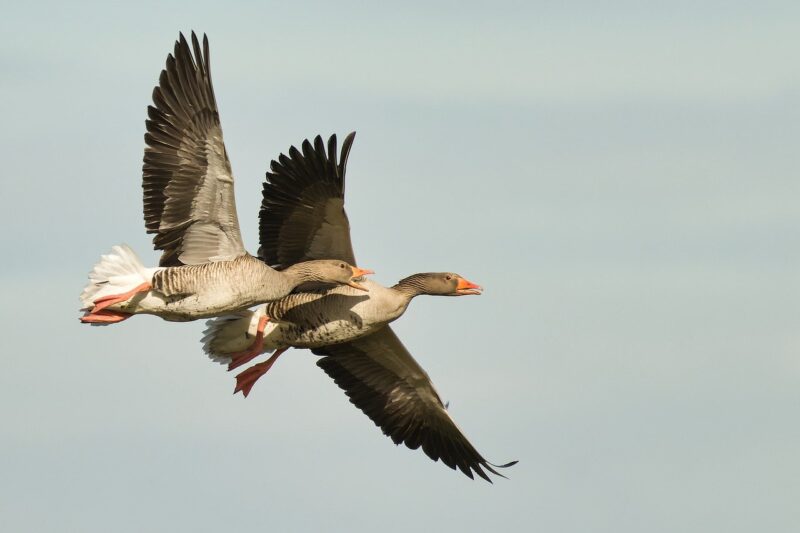 How a Duck, a Rooster, and a Sheep Became Aviation Pioneers How a Duck, a Rooster, and a Sheep Became Aviation Pioneers