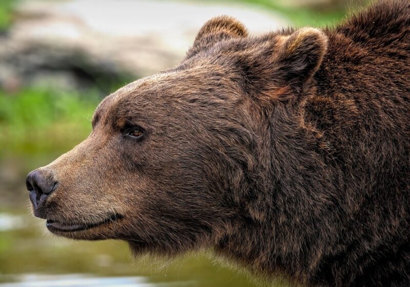 How a Polish Bear Became a Soldier in World War II How a Polish Bear Became a Soldier in World War II