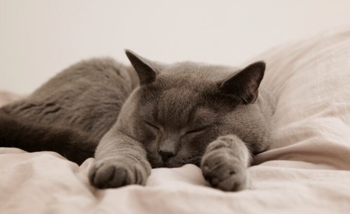 The Time a Pope Declared War on Cats and Sparked a Rat Invasion