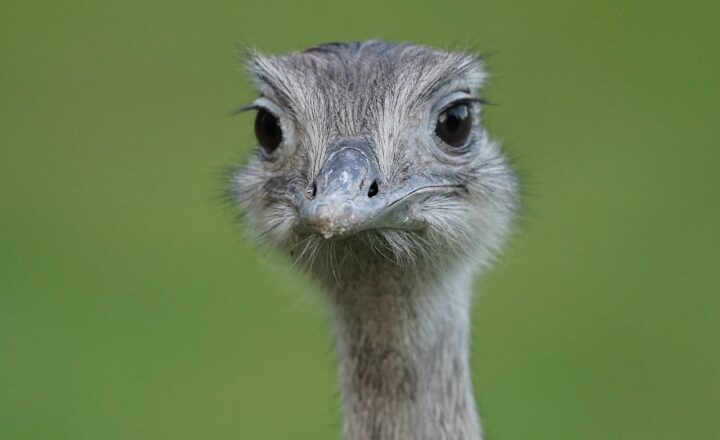 The Forgotten History of the Great Emu War: Australia’s Battle Against Birds