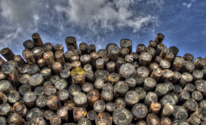 The Impact of Deforestation on Earth’s Water Cycle
