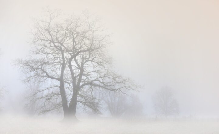 What Causes Fog? The Science of Moisture and Air Temperature