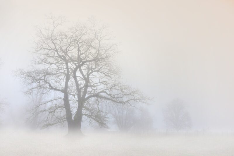 What Causes Fog? The Science of Moisture and Air Temperature What Causes Fog? The Science of Moisture and Air Temperature