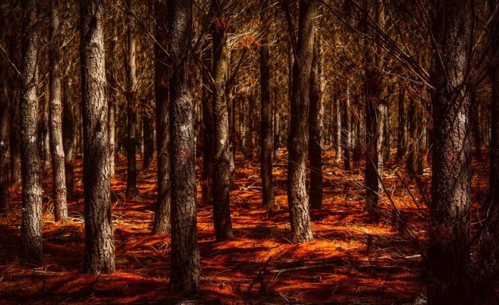 The Role of Forests in Regulating Earth’s Climate