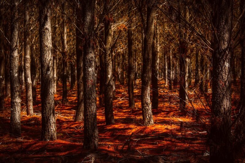 The Role of Forests in Regulating Earth’s Climate The Role of Forests in Regulating Earth’s Climate
