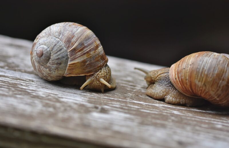 Why Travelers Are Choosing Slow Travel Over Quick Getaways Why Travelers Are Choosing Slow Travel Over Quick Getaways