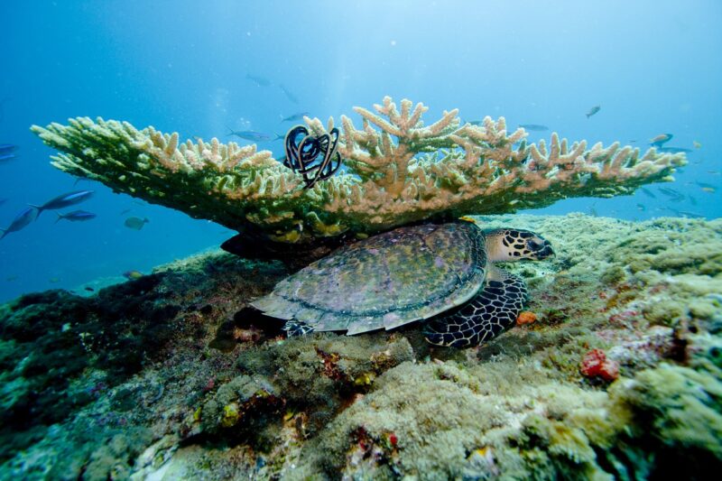 The Islands of the Maldives: Why These Atolls Are a Paradise for Divers