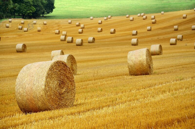 How AI Is Helping to Solve World Hunger With Smarter Farming Technologies How AI Is Helping to Solve World Hunger With Smarter Farming Technologies