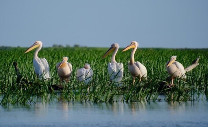 What Is a Delta? How Rivers Meet the Sea