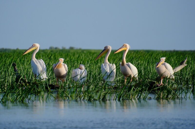 What Is a Delta? How Rivers Meet the Sea What Is a Delta? How Rivers Meet the Sea
