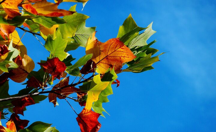 Why Leaves Change Color in Autumn: The Role of Chlorophyll and Pigments