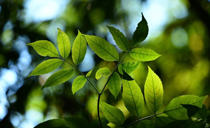 The Science of Photosynthesis: How Plants Turn Light into Energy