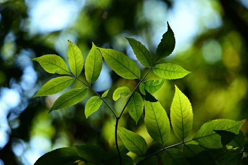 The Science of Photosynthesis: How Plants Turn Light into Energy The Science of Photosynthesis: How Plants Turn Light into Energy