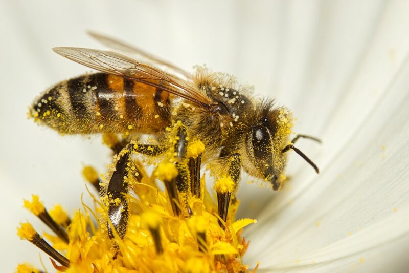 The Role of Bees in Shaping Ecosystems and Food Security