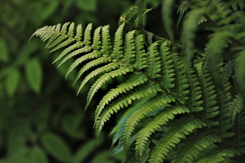 How Forests and Jungles Inspire Stories, Legends, and Conservation Efforts How Forests and Jungles Inspire Stories, Legends, and Conservation Efforts