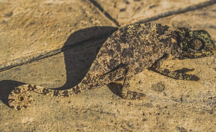 The Most Fascinating Wildlife Adaptations That Ensure Survival in the Harshest Environments