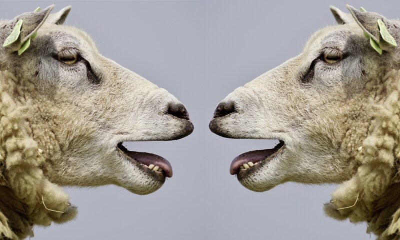 The Strange Ways Animals Communicate That Scientists Are Just Beginning to Understand The Strange Ways Animals Communicate That Scientists Are Just Beginning to Understand