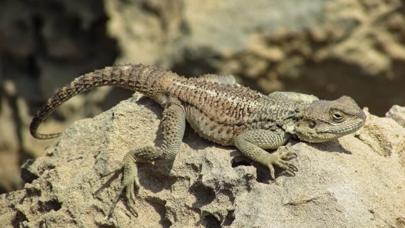 The Most Surprising Ways Animals Have Adapted to Their Environments The Most Surprising Ways Animals Have Adapted to Their Environments