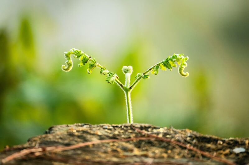 How to Develop a Growth Mindset and Unlock Your True Potential