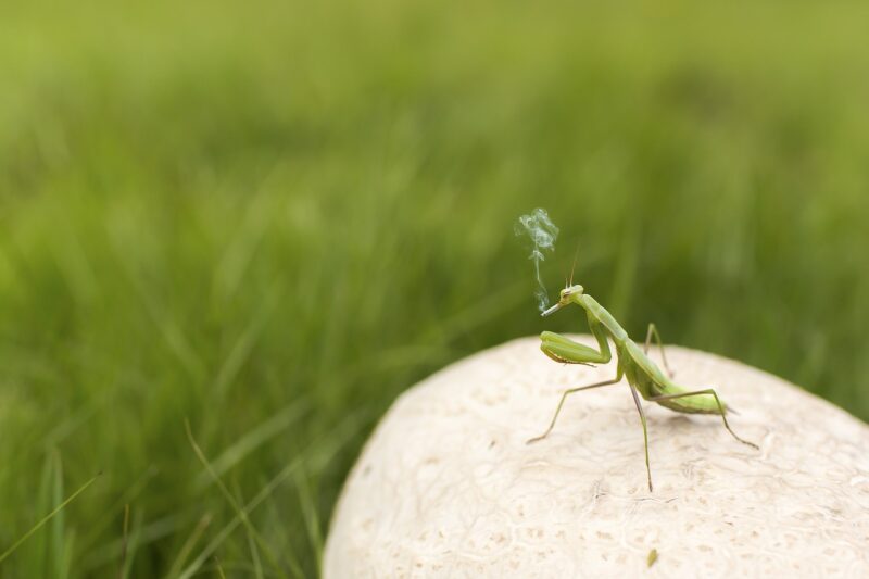 The Strangest Laws Around the World That Will Leave You Scratching Your Head