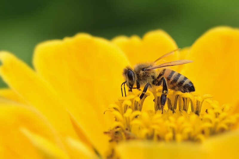 The Role of Bees in the Ecosystem and Why Their Decline Is So Alarming The Role of Bees in the Ecosystem and Why Their Decline Is So Alarming