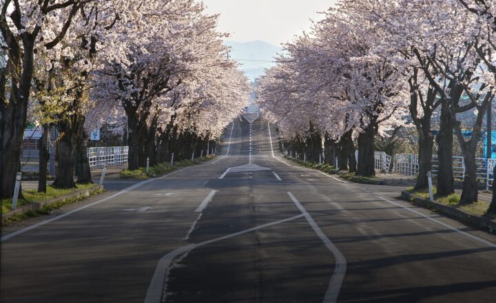 Why Japan’s Cherry Blossom Season is the Ultimate Springtime Experience