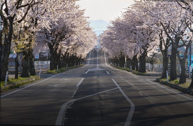 Why Japan’s Cherry Blossom Season is the Ultimate Springtime Experience