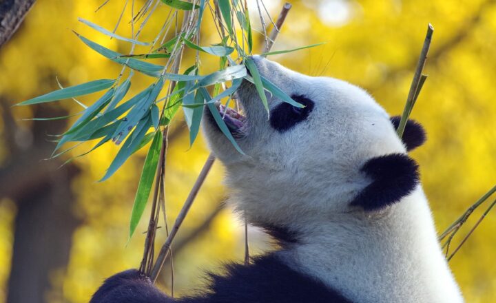 The Fascinating Life of Giant Pandas: How They Live, Eat, and Thrive in the Wild