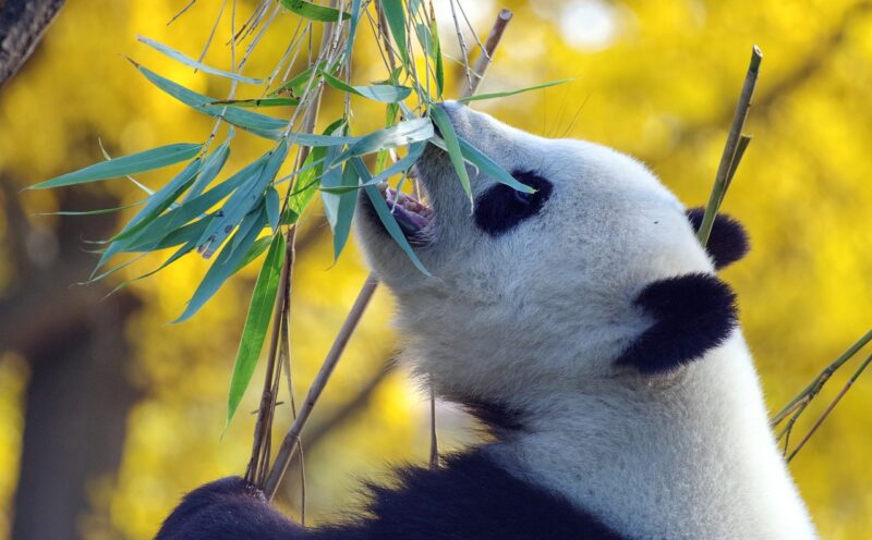 The Fascinating Life of Giant Pandas: How They Live, Eat, and Thrive in the Wild The Fascinating Life of Giant Pandas: How They Live, Eat, and Thrive in the Wild