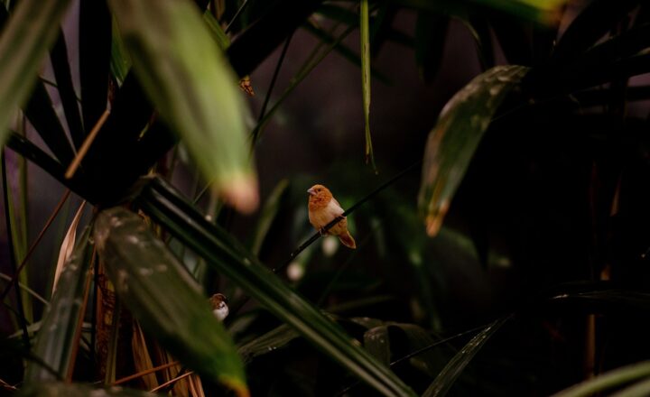 How Zoos Are Adapting to Create More Natural Habitats for Their Animals